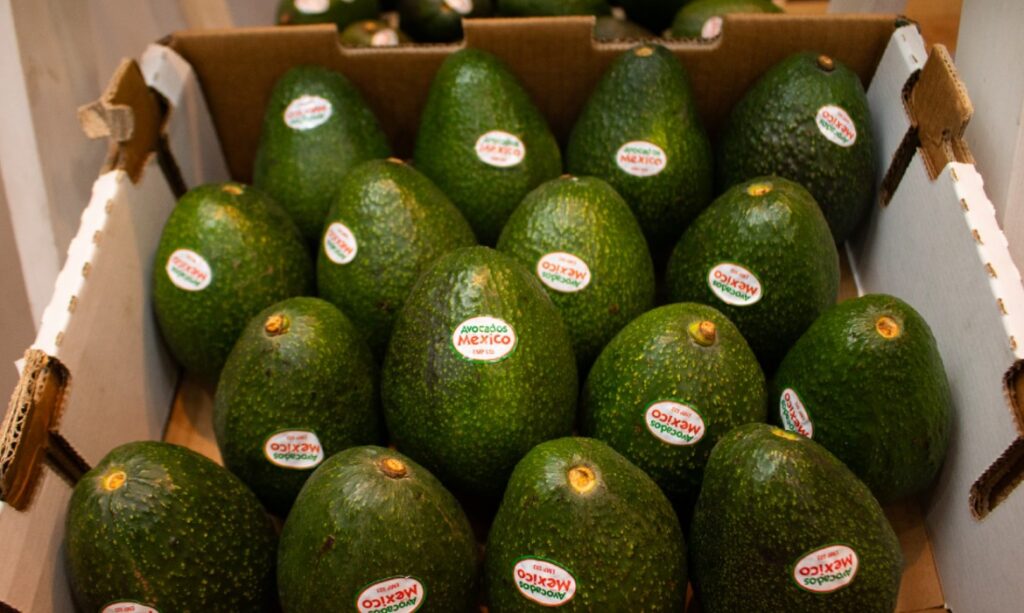 ORO VERDE: Confían Aguacateros De Michoacán superávit de ventas con motivo del Mundial De Fútbol